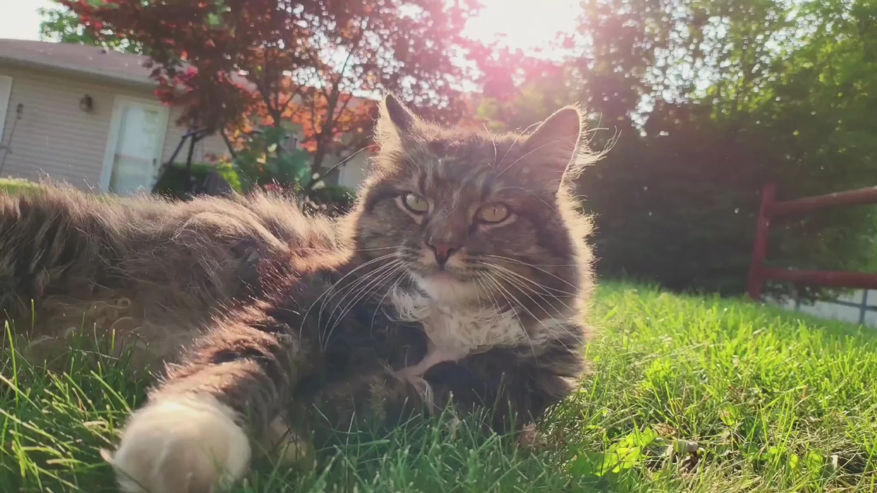 Premium Care for Happy Pets